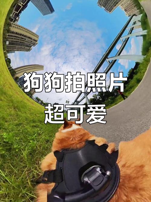 相机拍照怎么看照片_轻松翻阅，发现照片惊喜