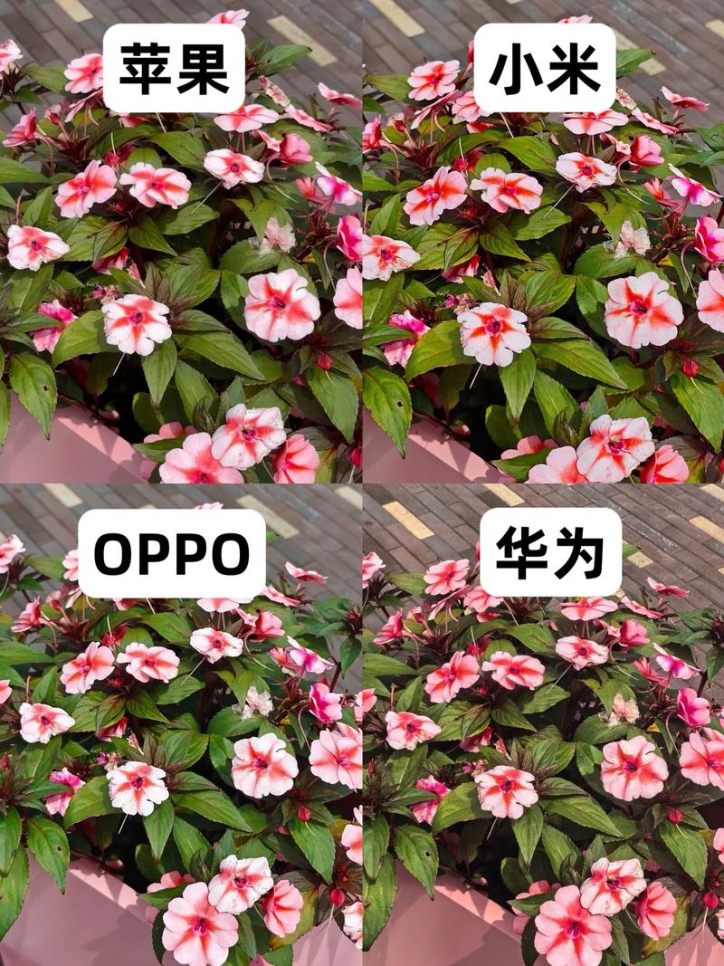 苹果16P拍照参数_色彩风格对焦与画质优化