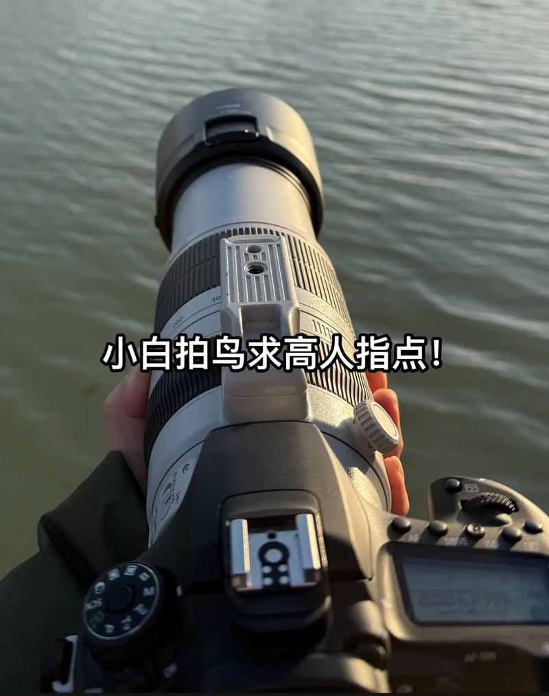 拍鸟如何设置参数_快门1400以上，F5.6-F8光圈，捕捉飞鸟瞬间