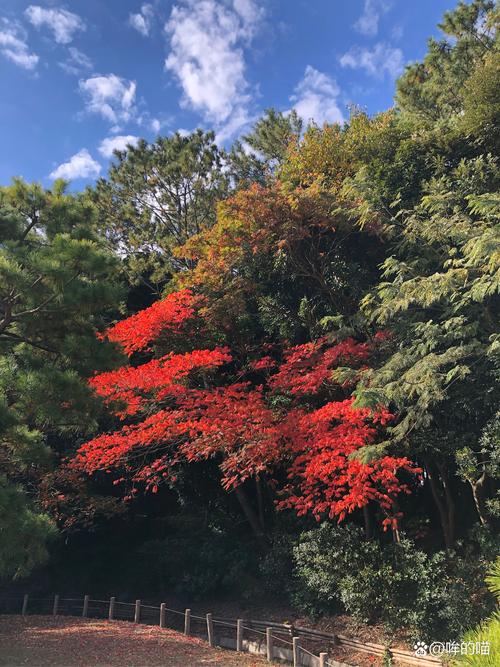 阳光下相机拍照参数_白平衡低ISO,光圈快门选对,人像50mm 阳光下相机拍照参数_白平衡低ISO,光圈快门选对,人像50mm