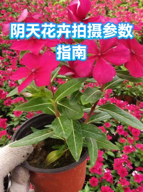 阴天拍照的调参数方法_阴天摄影调参数，出片有氛围