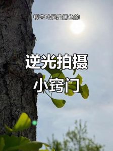 逆光的照片怎么拍_拍出通透植物和剪影人像
