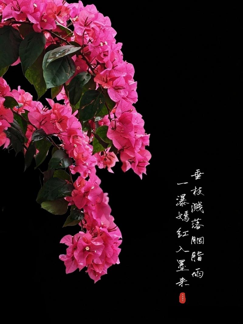 三角梅黑背景摄影_黑底红梅特写，人花梦幻，捕捉三角梅品种美