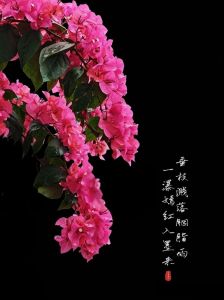 三角梅黑背景摄影_黑底红梅特写，人花梦幻，捕捉三角梅品种美