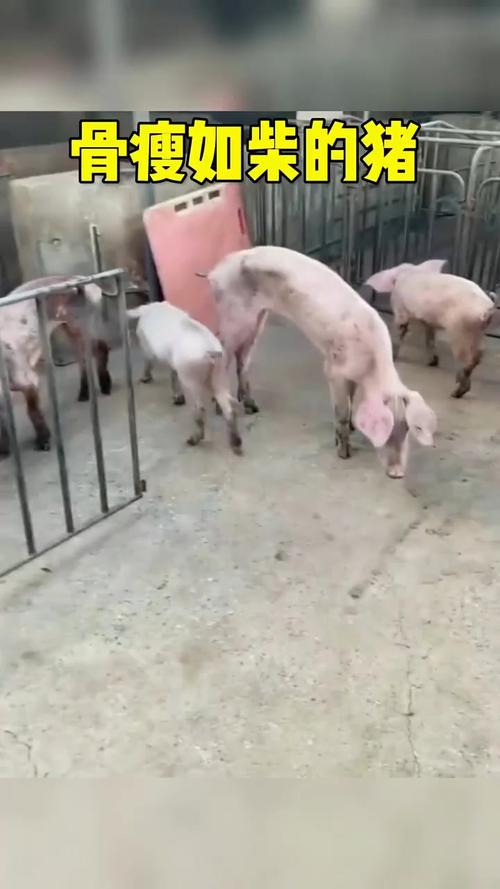 瘦成排骨的猪的图片_广东养殖户猪瘦如排骨，引网友围观反思生命价值