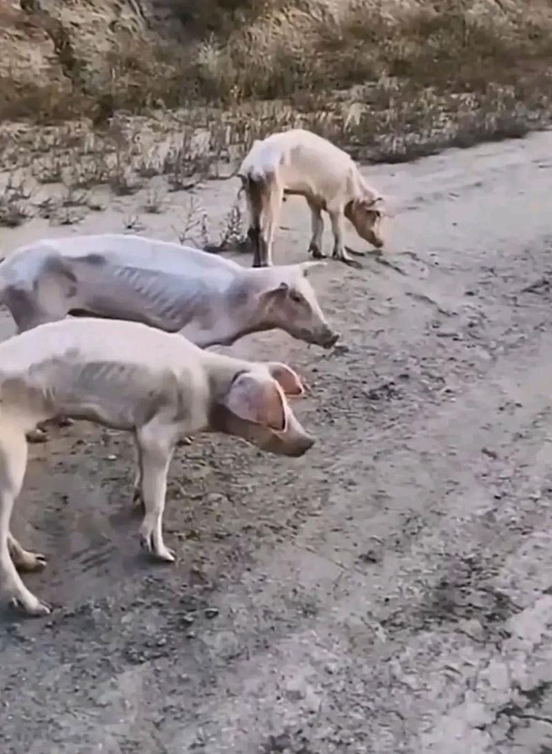 瘦成排骨的猪的图片_广东养殖户猪瘦如排骨，引网友围观反思生命价值
