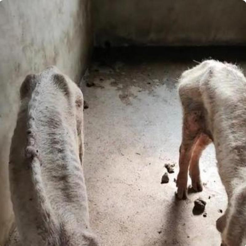 瘦成排骨的猪的图片_广东养殖户猪瘦如排骨，引网友围观反思生命价值