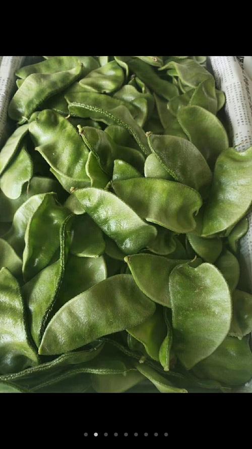 东北的老母猪耳朵豆角照片_老母猪耳朵与紫油豆的美味象征 东北的老母猪耳朵豆角照片_老母猪耳朵与紫油豆的美味象征