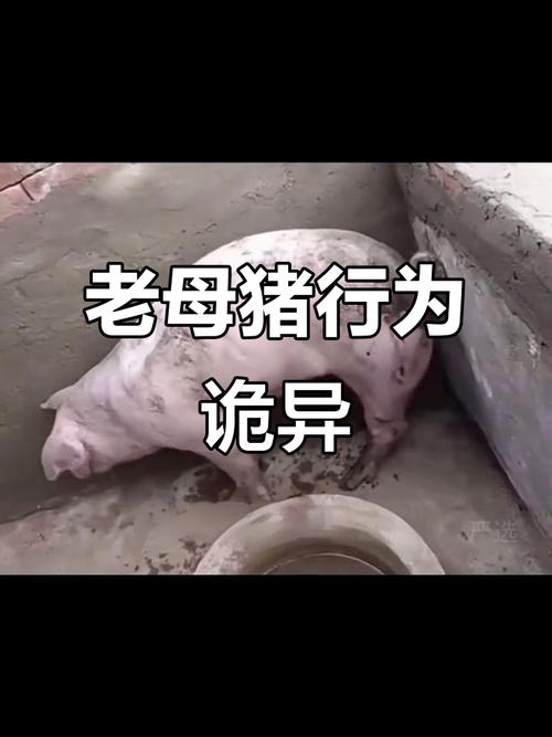 猪妈妈老了的图片_佩奇家的温柔与活力