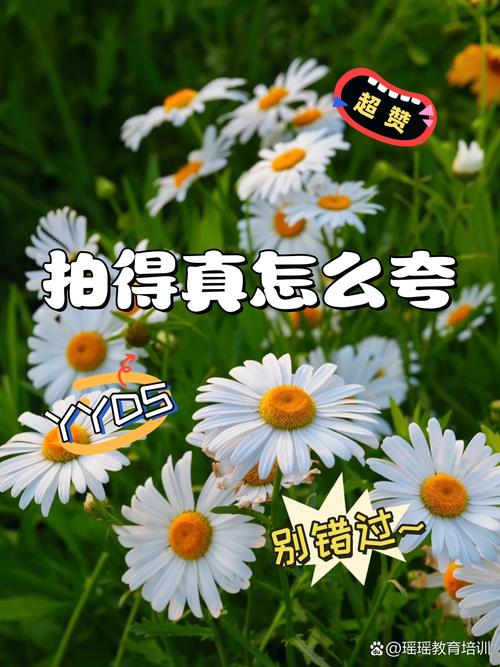 夸赞摄影技术好_构图光影显创意，后期传情摄永恒
