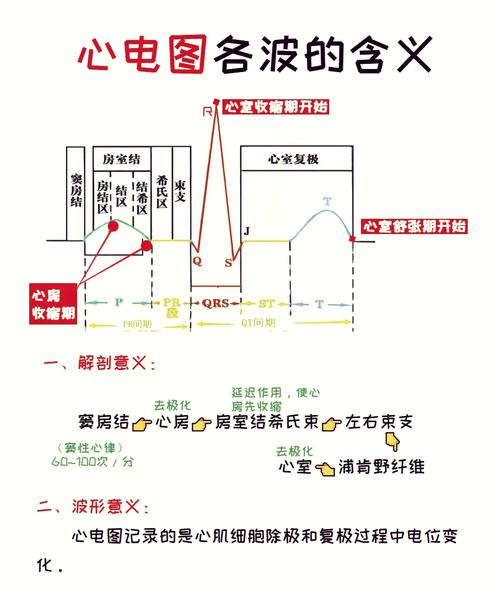 心电图怎么看参数图_心电图看心脏，波形变化知健康